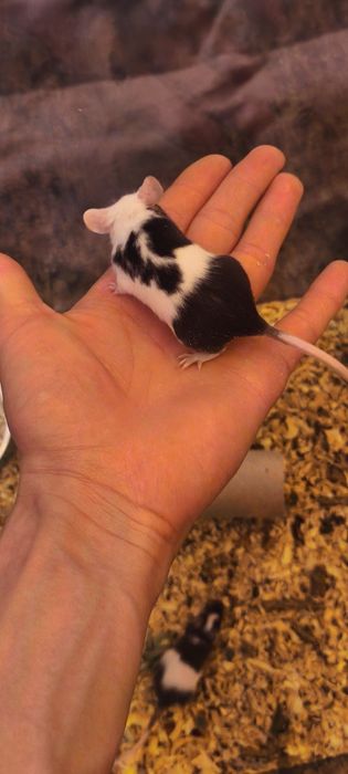 Myszki samca zdrowie młode osobniki