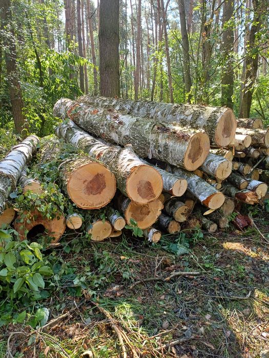 Drewno opałowe sosna i też gatunki liściaste