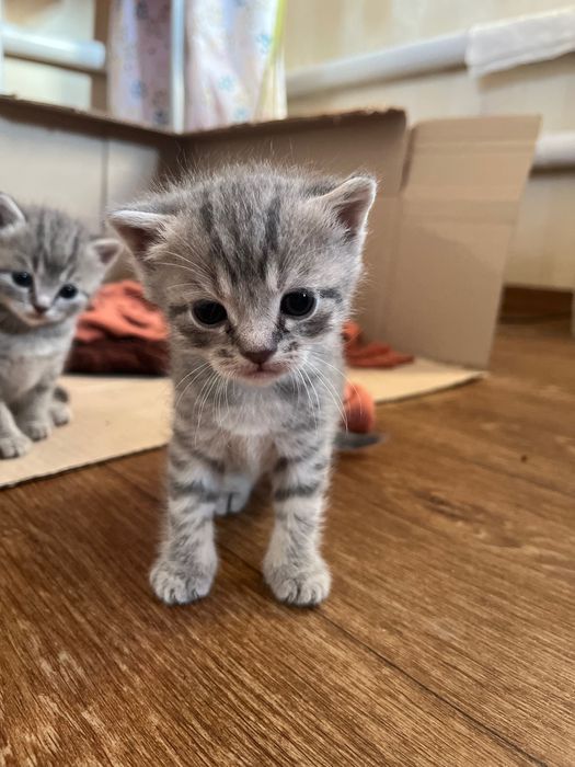 Продам котика (веслоухий британець)