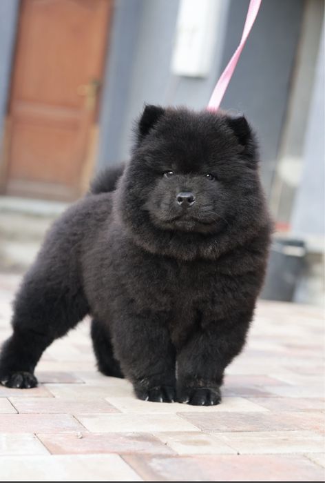 Sakoec chow chow