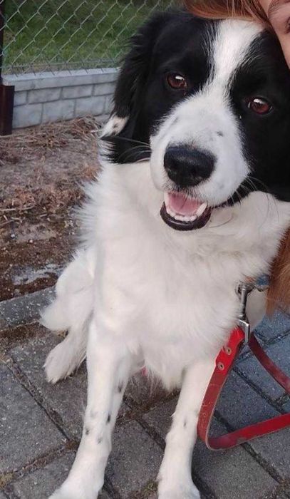 Kochany Piesek do adopcji