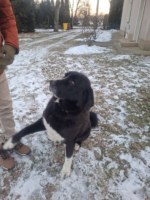 Oddam za darmo owczarek środkowoazjatycki