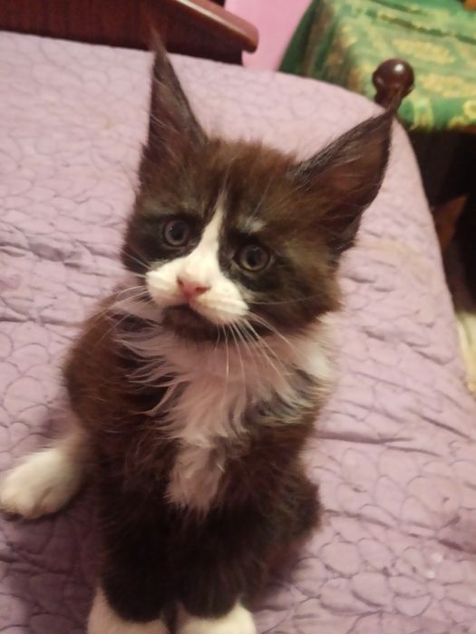 Малята мейн куни шукають родину.