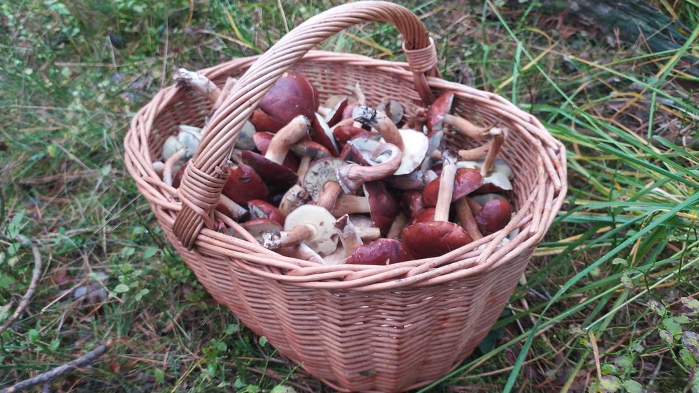 Podgrzybek podgrzybki maślak borowik grzyby 35zl/kg z okolic Lublińca, na zamówienie