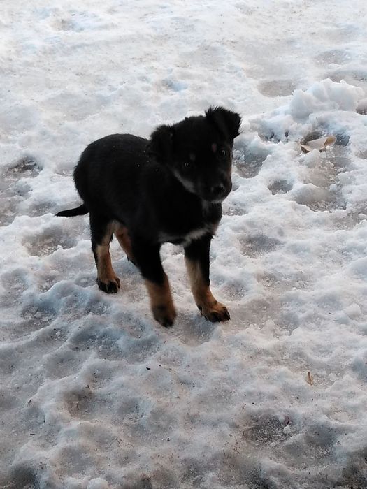Цуценята в добрі руки безкоштовно