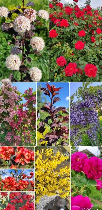 Черенки, живці, хакуро, вейгела, гліцинія, павловнія, матсудана, секка