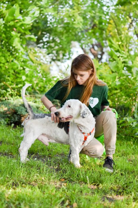 Bingo - pies w typie owczarka nizinnego do adopcji!