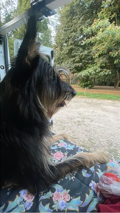 creche canina, petsitting e dogwalking - COM REFERENCIAS