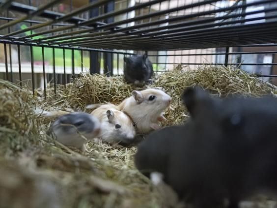 Młode Myszoskoczki.