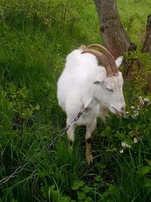 Продам кози зааненська