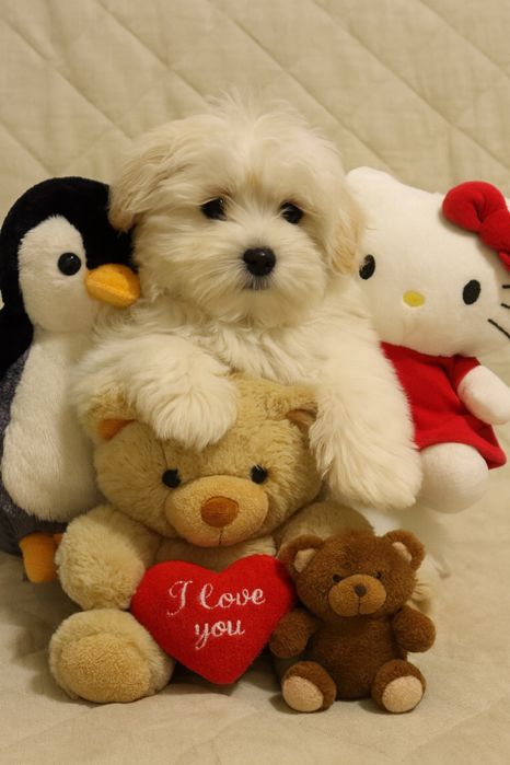 Щенульки мальтипу