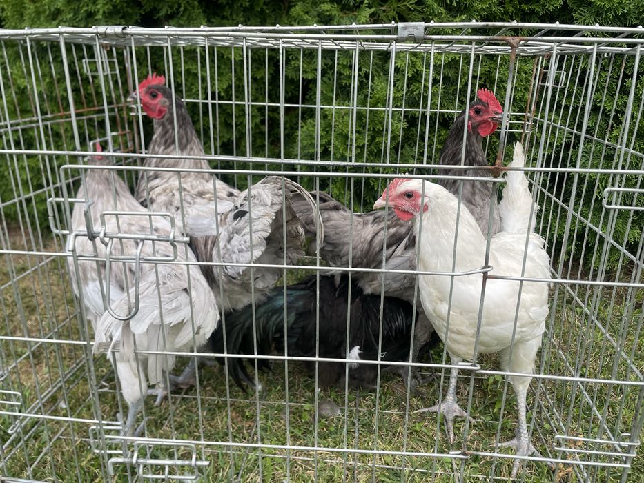 Australorp, australorpy 2026