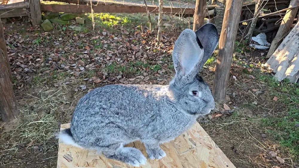 Бельгійський велетень