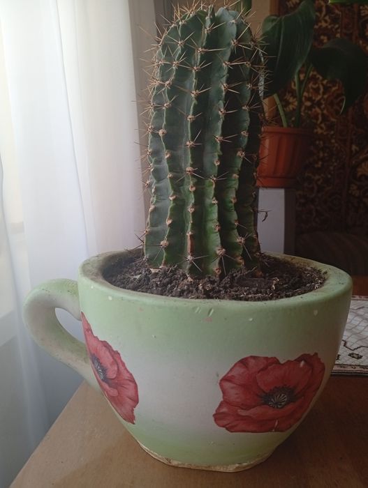 Вазони   Кактуси