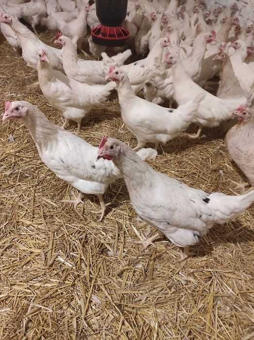 Młode kurki na jajka kury Rossa Leghorn Sendy kokoszki nioski