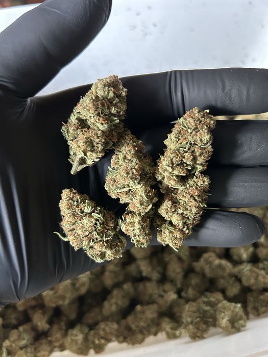 Susz CBD INDOOR Polska 1 kg najwyższa jakość od producenta