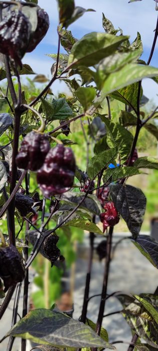 Sementes Pimentas, OFERTA Portes Envio