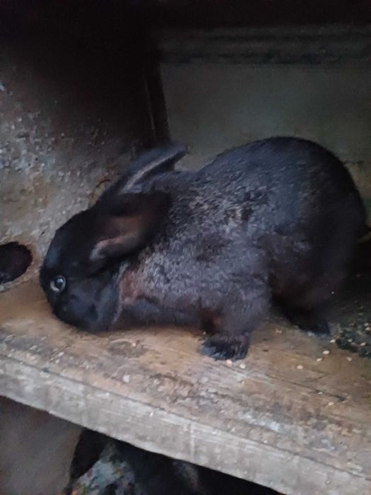Продаються кролі