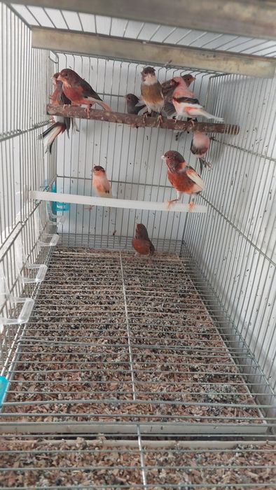 Canários alerquim português.