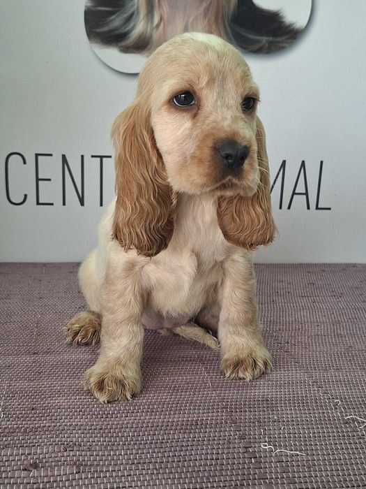 Cachorra Cocker Spaniel Inglês TOP