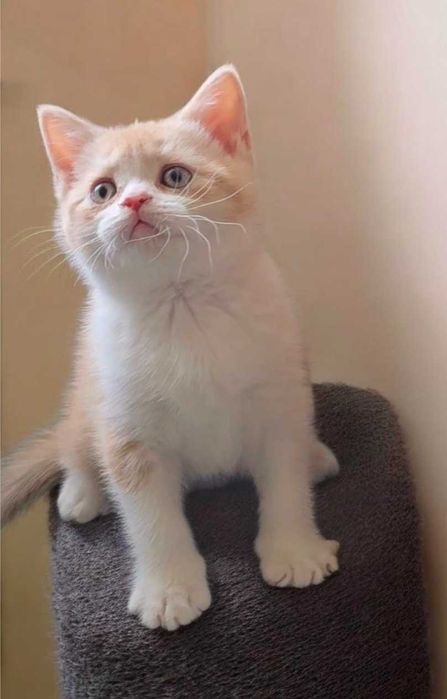 Gatinho British Shorthair com Lop