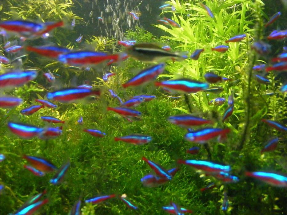 GB Neon Czerwony, Neon RED | Pakiet 20 - 49 szt.