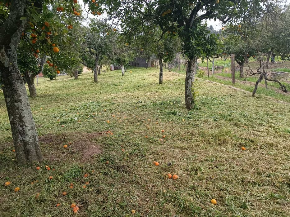 Limpeza e manutenção de terrenos e jardins
