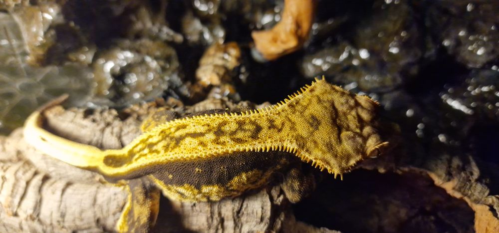 Gekon orzęsiony samiec tricolor full pinstripe hairy beaded F014 dorosły reproduktor correlophus ciliatus jaszczurka lizard crested gecko