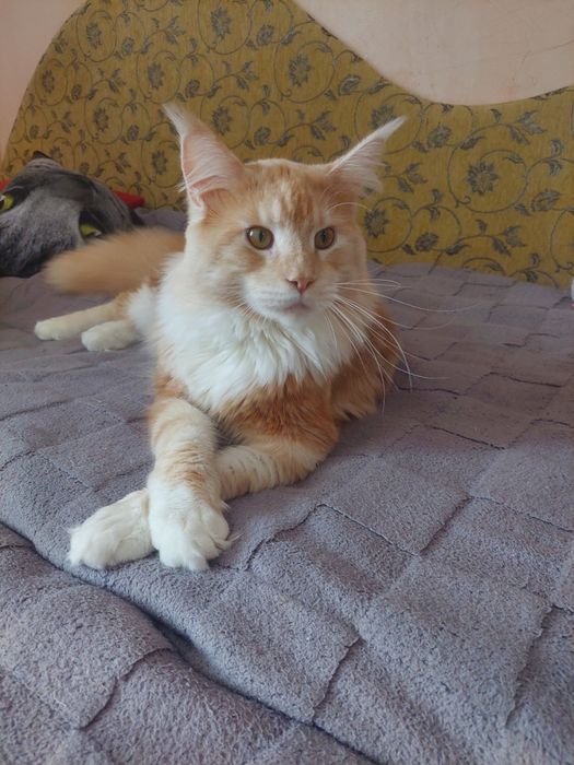 Красень  Мейн-кун ,чекає на в'язку