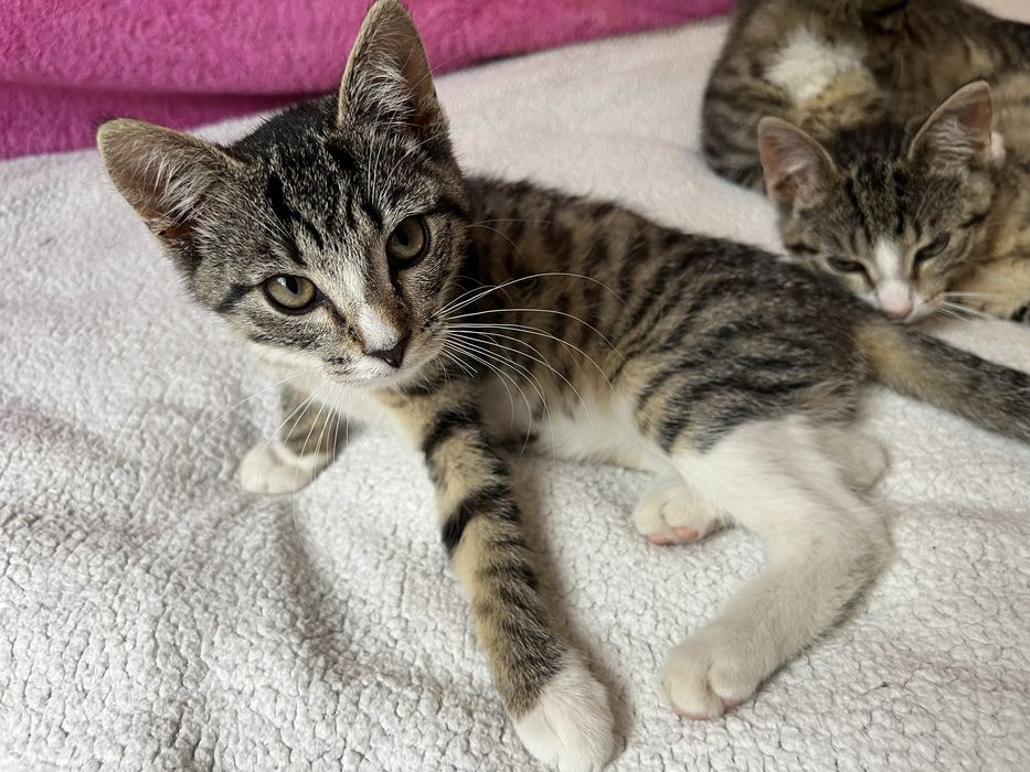 Małe kotki do adopcji