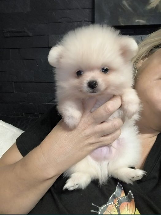 Spitz Anão.Lulu da Pomerânia. Perfeito
