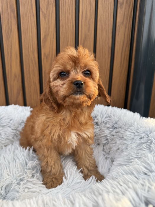 Cavapoo, pudel toy, cavalier , badania , dziewczyna, gotowy do odbioru
