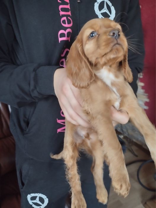 Продам цуценят Спаніельчиків