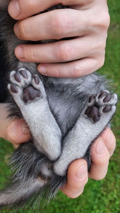 Кошеня. Кіт. Кот. Котёнок.