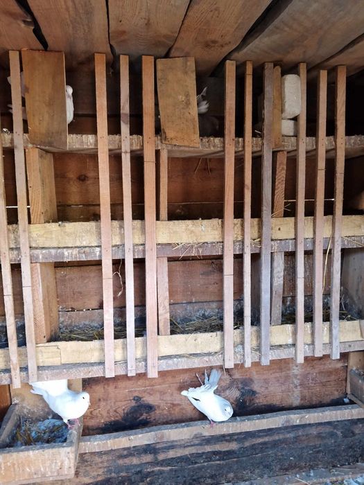 Pawiki gołębie piękne