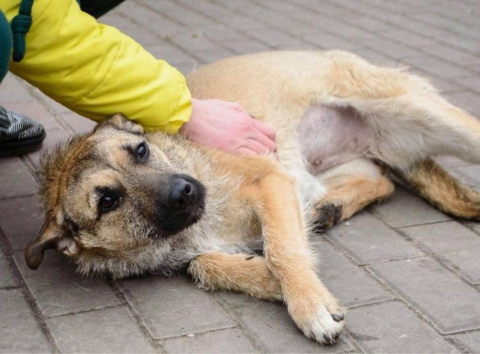 Гарний песик з бородкою шукає дім!