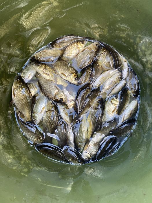 Sprzedam żywe karasie