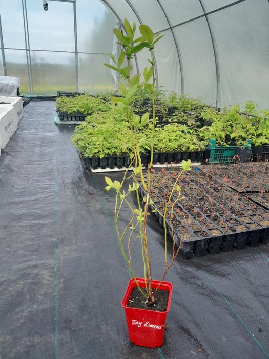 Лохина. Саджанці Лохини. Малина. Ожина