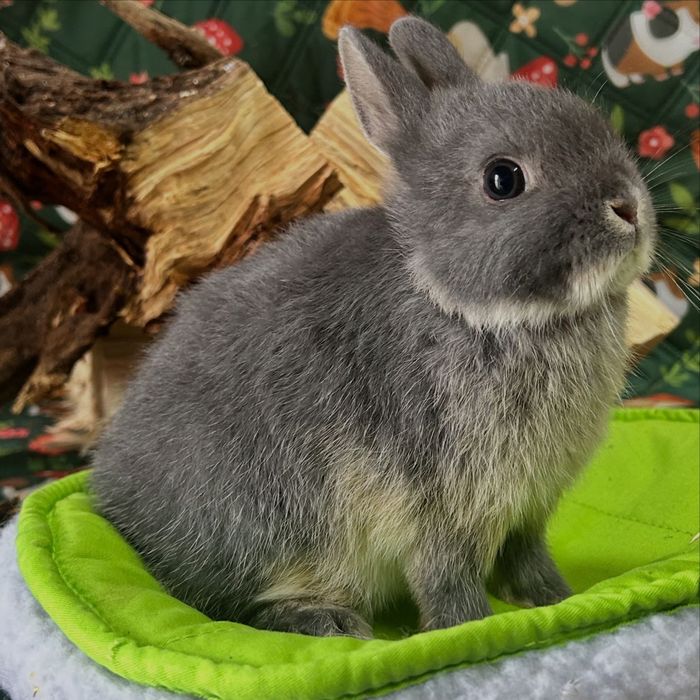 Coelha Netherland Dwarft Fêmea