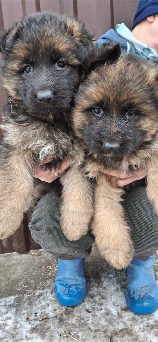 Owcxarek niemiecki długowłosy  szczenie rezerwacja