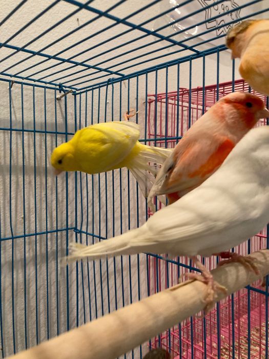 Canários Machos e Fêmeas ( Loja Especializada )