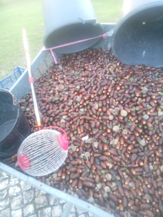 Bolota sobreiro nova