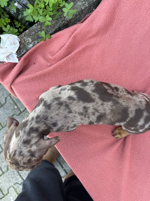 Teckel macho miniatura