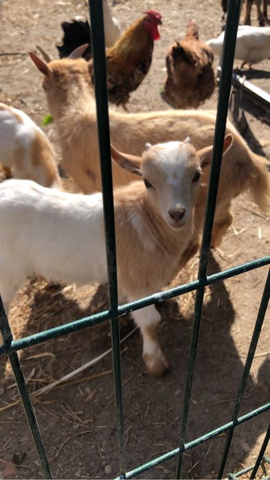Cabras anãs muito doceis