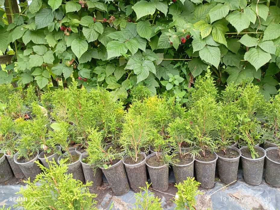 Саджанці туї смарагд