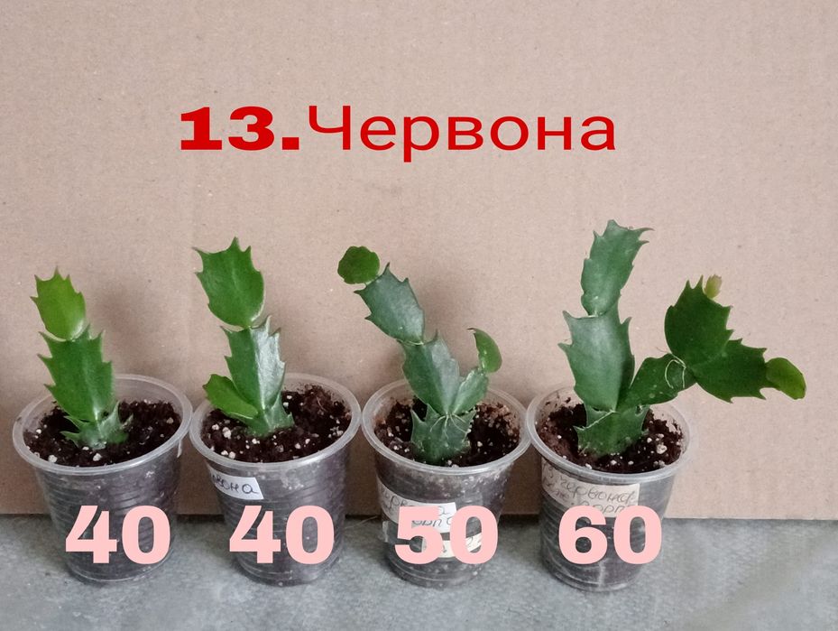 Шлюмбергера червона