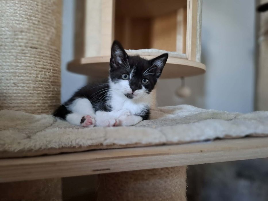 Cudne kociaki, kotki do adopcji,  kot, kotek
