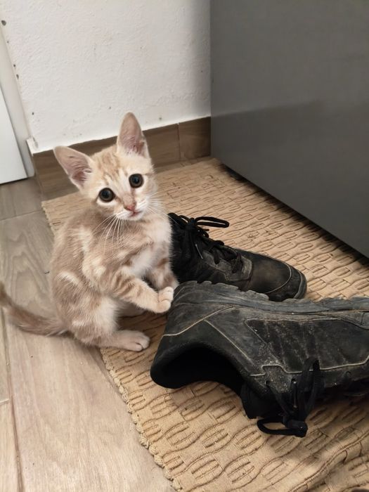 Gatinha para adoção