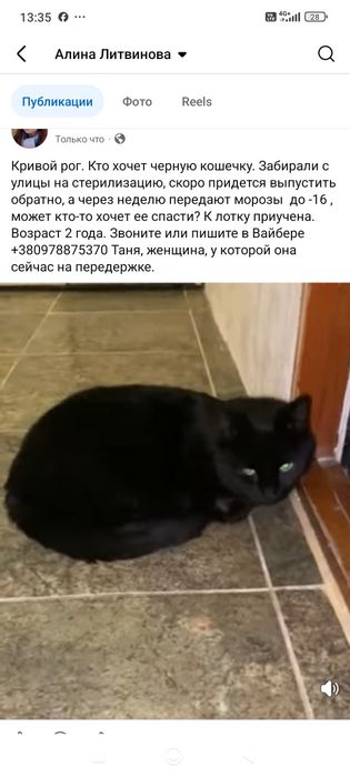 Стерилизованная кошечка даром. Кошка. Котята бесплатно. Котенок