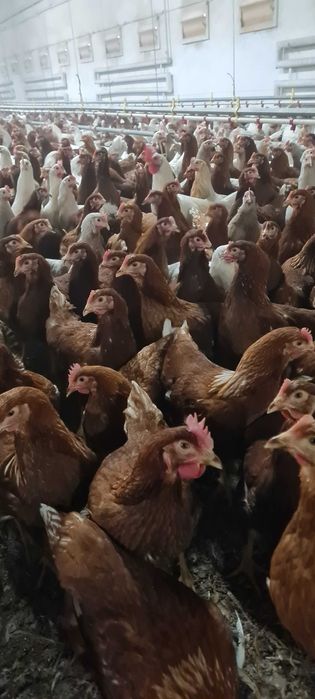 KURY NIOSKI MŁODE z jajkiem ROSA Kolorowe Leghorn od PRODUCENTA